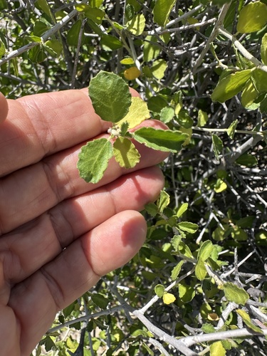 desert myrtlecroton