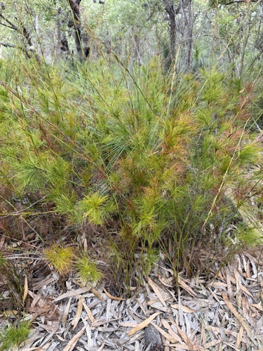 Baloskion tetraphyllum observed 2026-10-10