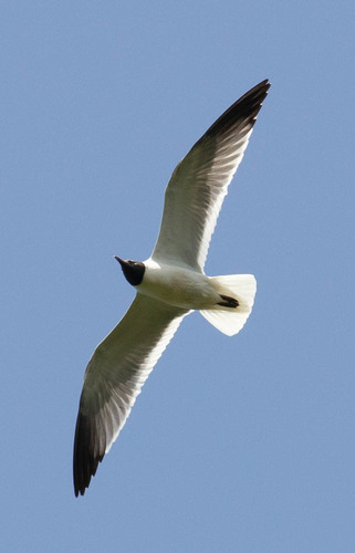Laughing Gull photographed in Alabama