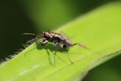 Cicindelina