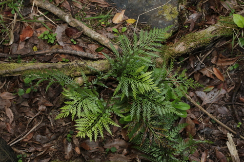 Asplenium appendiculatum observed 2026-10-10