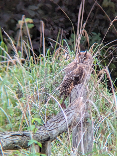 Long-eared Owl