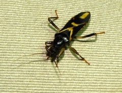 Rasahus sulcicollis