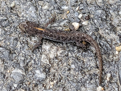 Alpine Newt