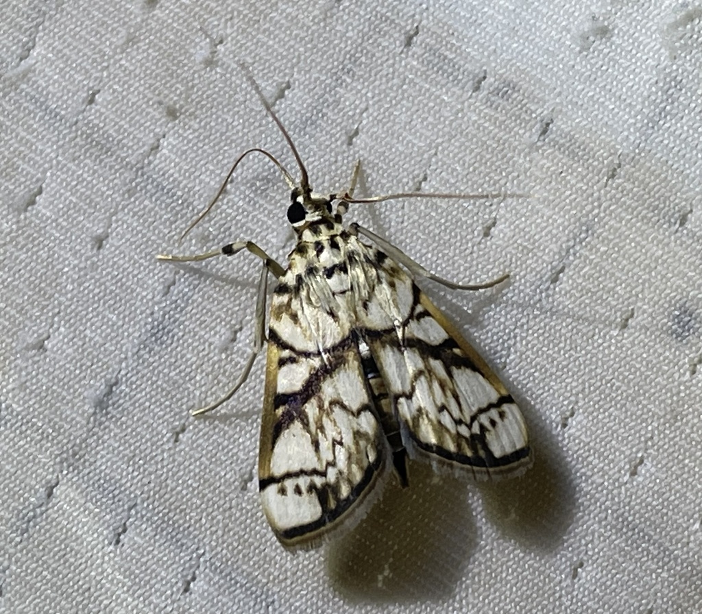 Chalcidoptera trogobasalis