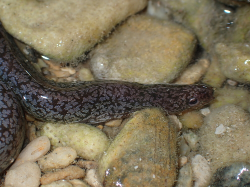Uropterygius observed 2026-10-09