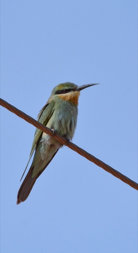 iNaturalist image