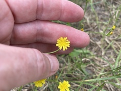 Crepis zacintha