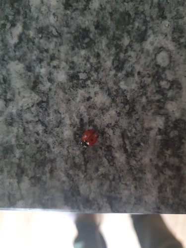 Seven-spotted Lady Beetle