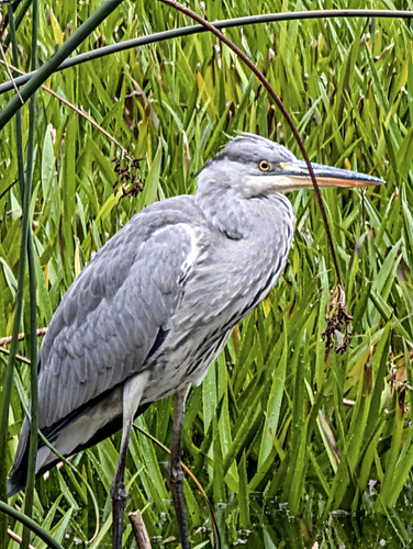 Grey Heron