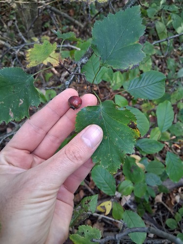 poplar hawthorn