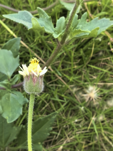 Tridax Daisy