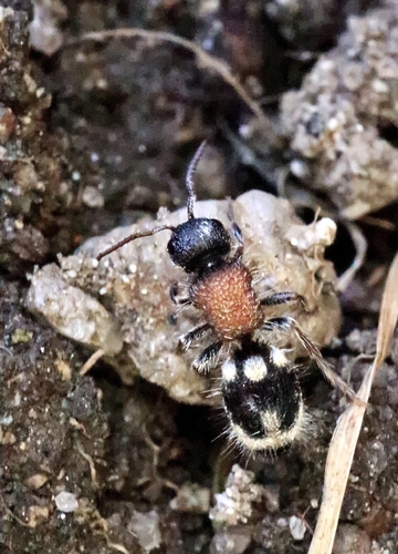 Ronisia ghilianii