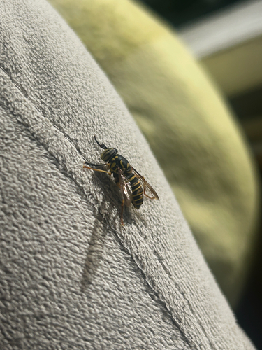 Eastern Hornet Fly