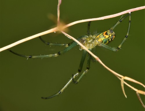 Orchard Orbweaver, photo 7 of 7