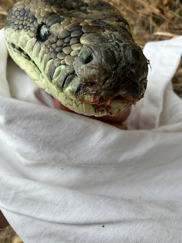 Coastal Carpet Python