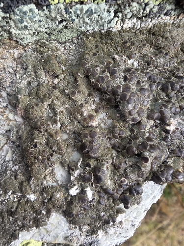 Protoparmelia badia observed 2026-10-10