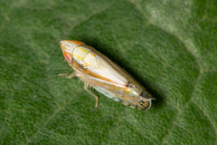 Scaphytopius elegans