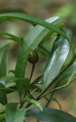 Calophyllum membranaceum observed 2026-10-10