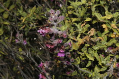 Teucrium chamaedrys lydium