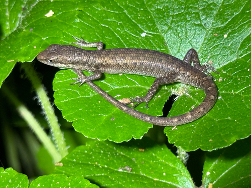Saproscincus basiliscus, 2026-10-10