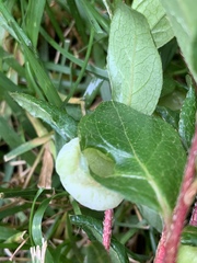 Exobasidium vaccinii