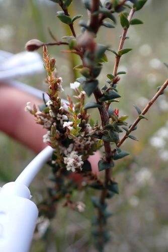 Leucopogon glabellus observed 2026-10-03