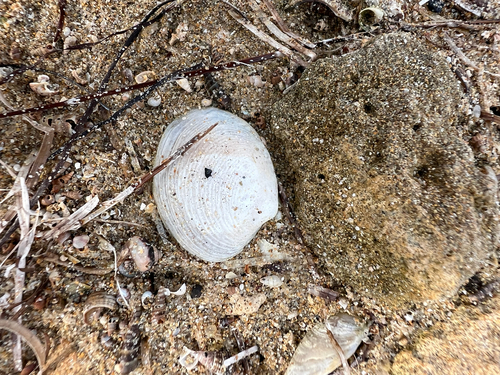 Katelysia rhytiphora, 2026-10-09