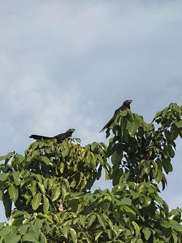 Smooth-billed Ani