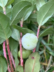 Exobasidium vaccinii