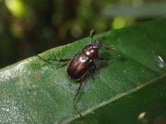 Perissosoma aenescens