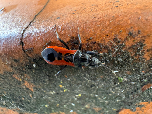Peirates hybridus