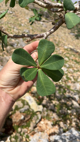 Euphorbia observed 2026-10-10