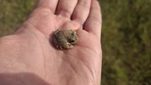 Iberian Midwife Toad
