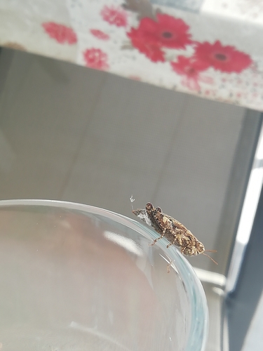Common Maquis Grasshopper