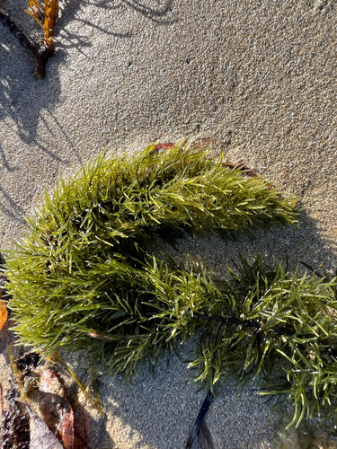 Caulerpa flexilis observed 2026-10-10