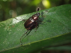 Perissosoma aenescens