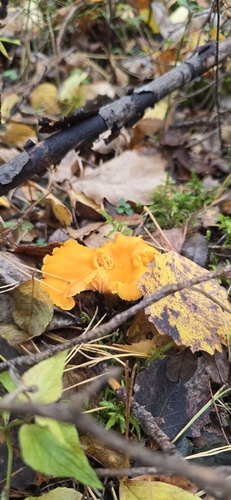 Golden Chanterelle