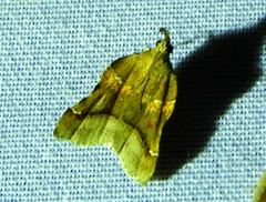 Clydonopteron