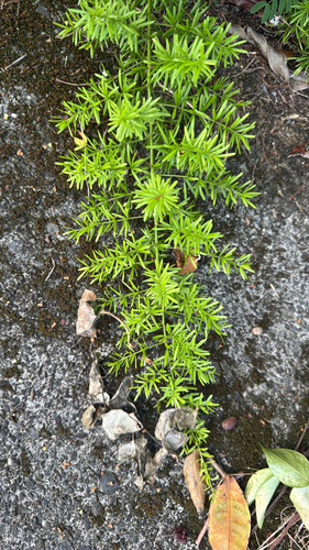 Asparagus observed 2026-09-14