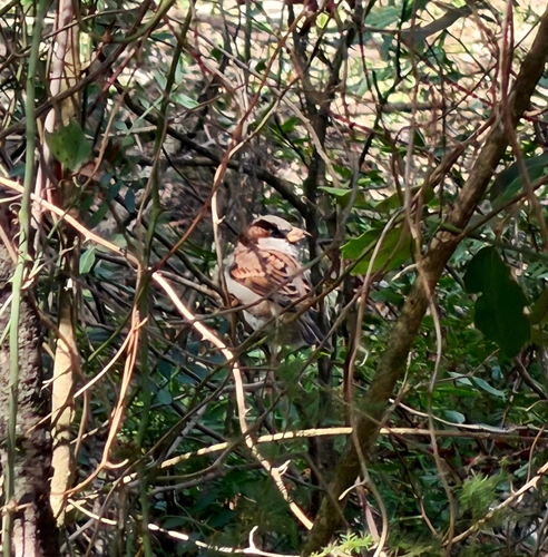 House Sparrow