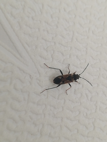 bright-spotted groundbug