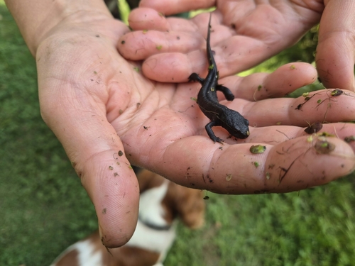 Alpine Newt