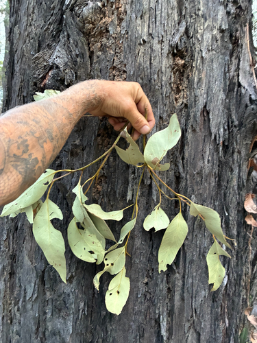 Eucalyptus siderophloia observed 2026-10-10