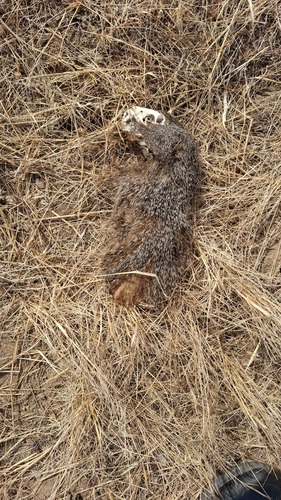 Egyptian Mongoose