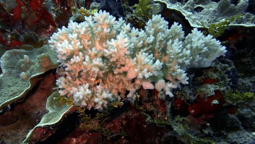 Pocillopora damicornis observed 2026-10-10