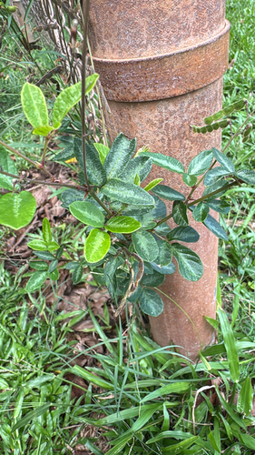 Desmodium, 2026-10-03