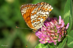 Melitaea phoebe