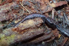 Batrachoseps wrighti