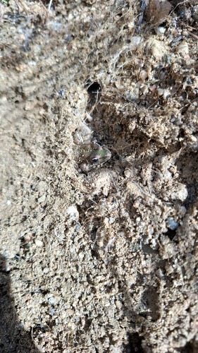 Iberian Green Frog